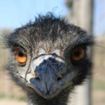 Look at this magnificent Emu